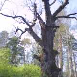 33old_new