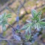 36newleaves