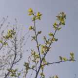 38newleaves