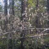 42fallenwillow