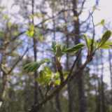 45growth