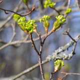 47bushflowers
