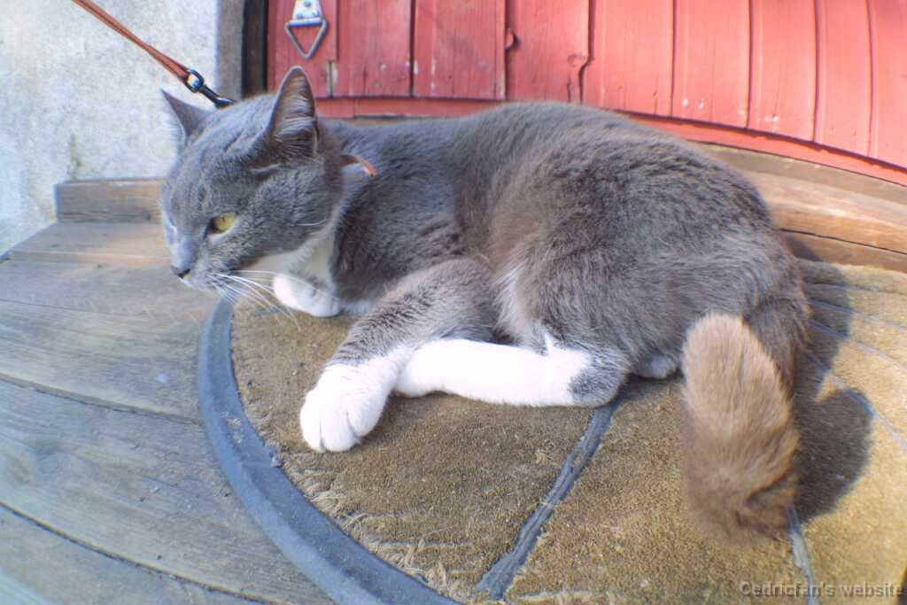 Cat_Angry