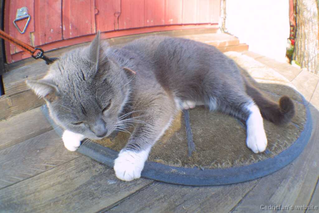 Cat_Relaxed