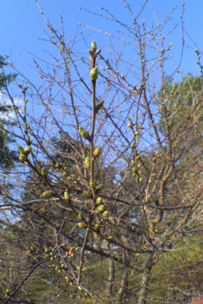 Cherrytree