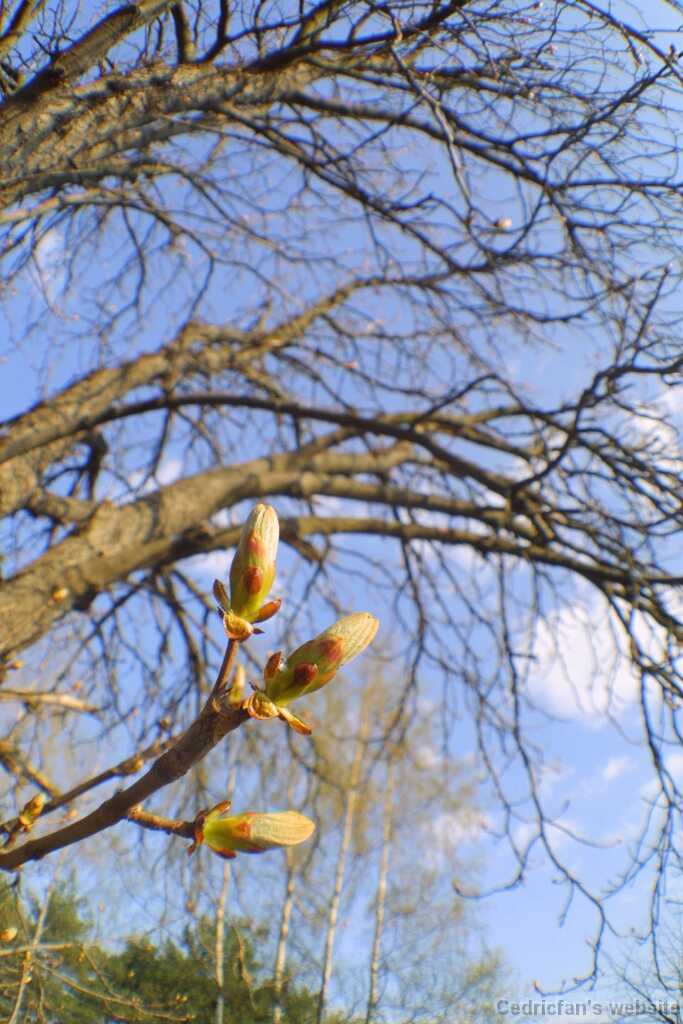 Chestnut2