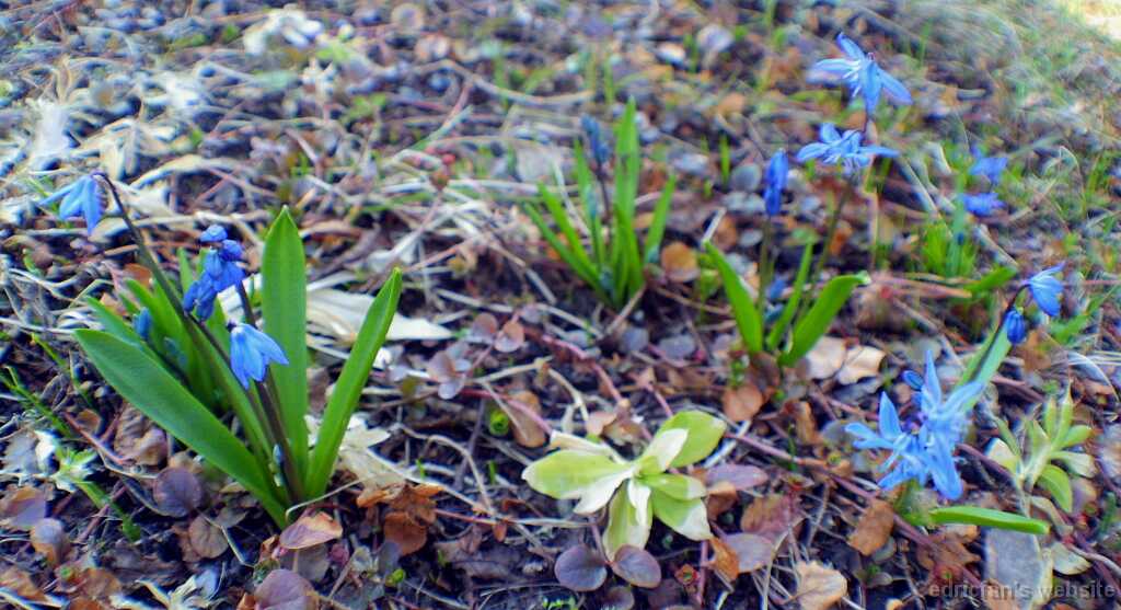FirstFlowers