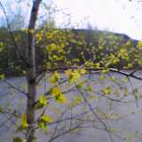 Birch