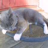 Cat_Relaxed