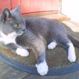 Cat_Sharp