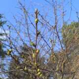 Cherrytree