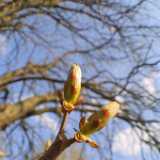Chestnut
