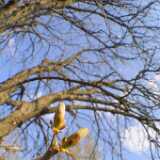 Chestnut2
