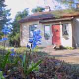 FirstFlowers2