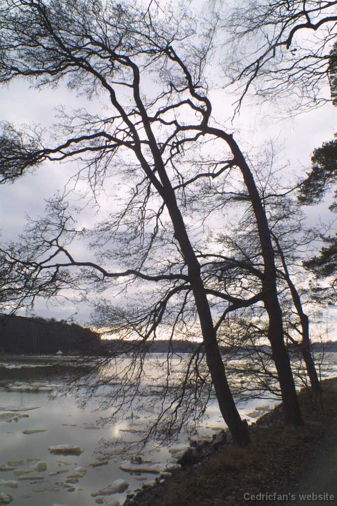 tree3