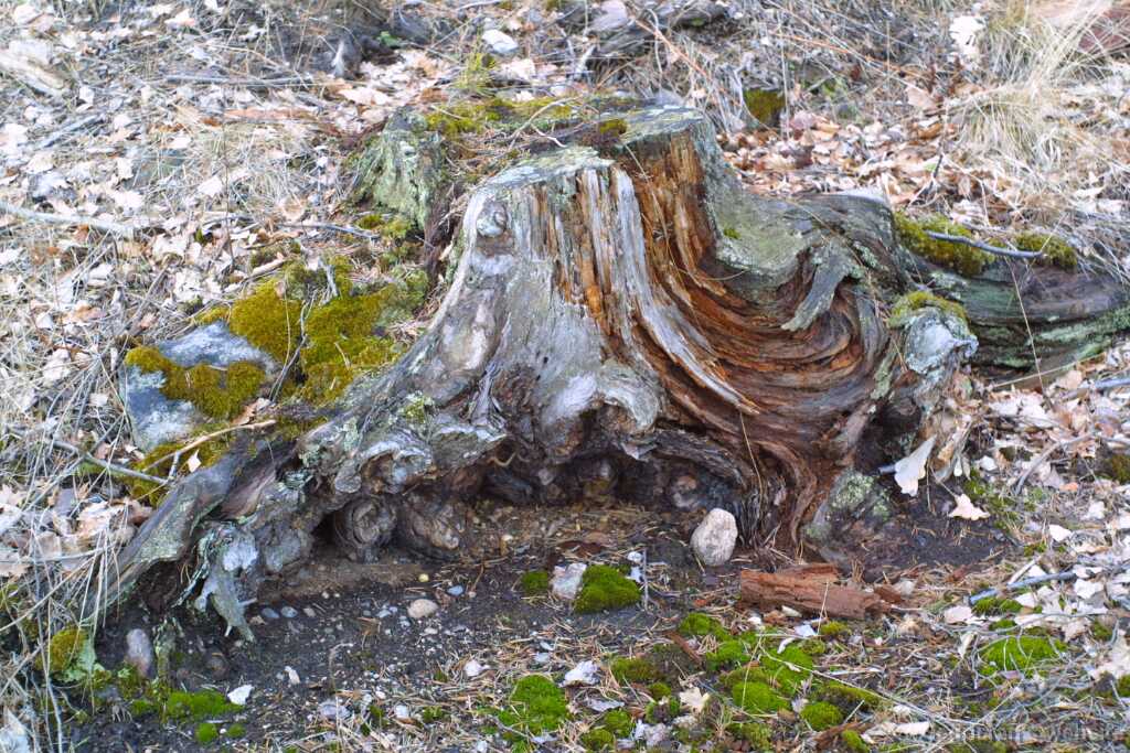 treeroots1