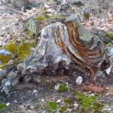 treeroots1
