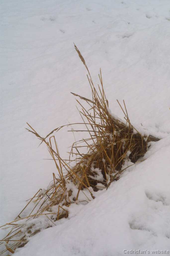 5wetsnow