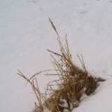5wetsnow