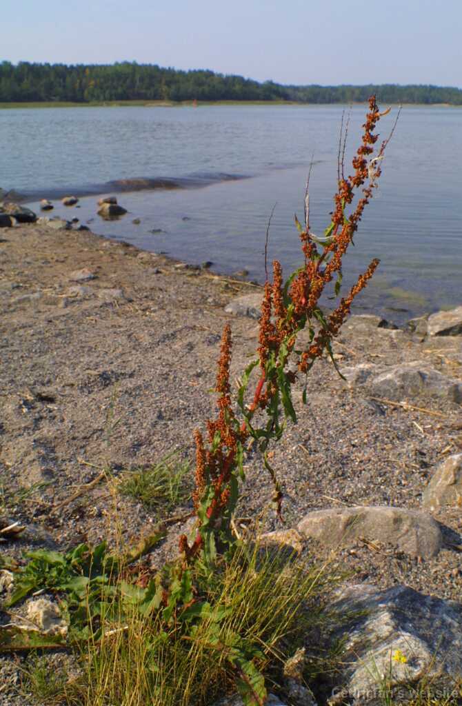 Archipelago08