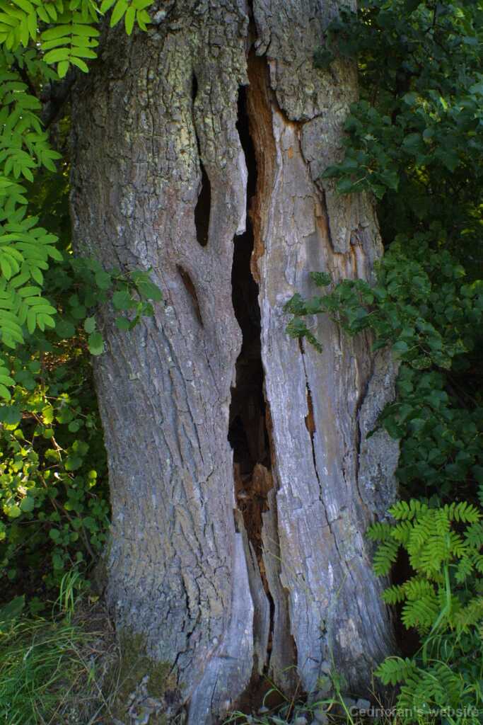Ruissalo04