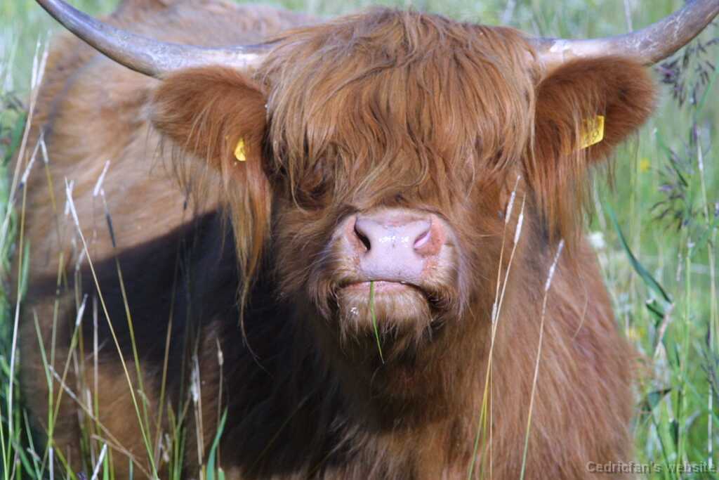Ruissalo06