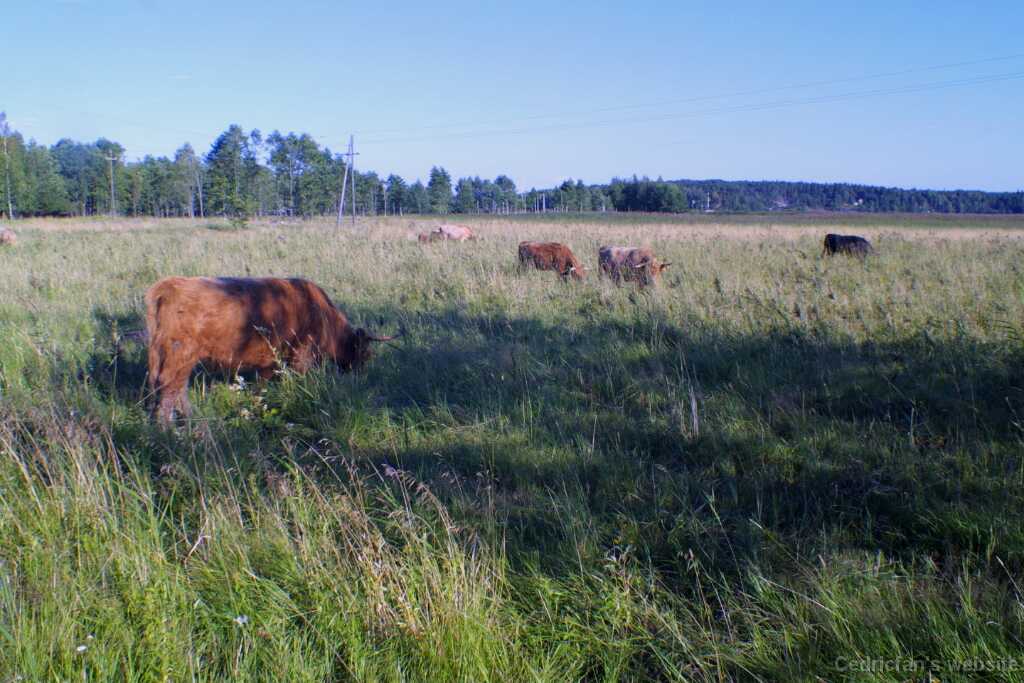 Ruissalo08