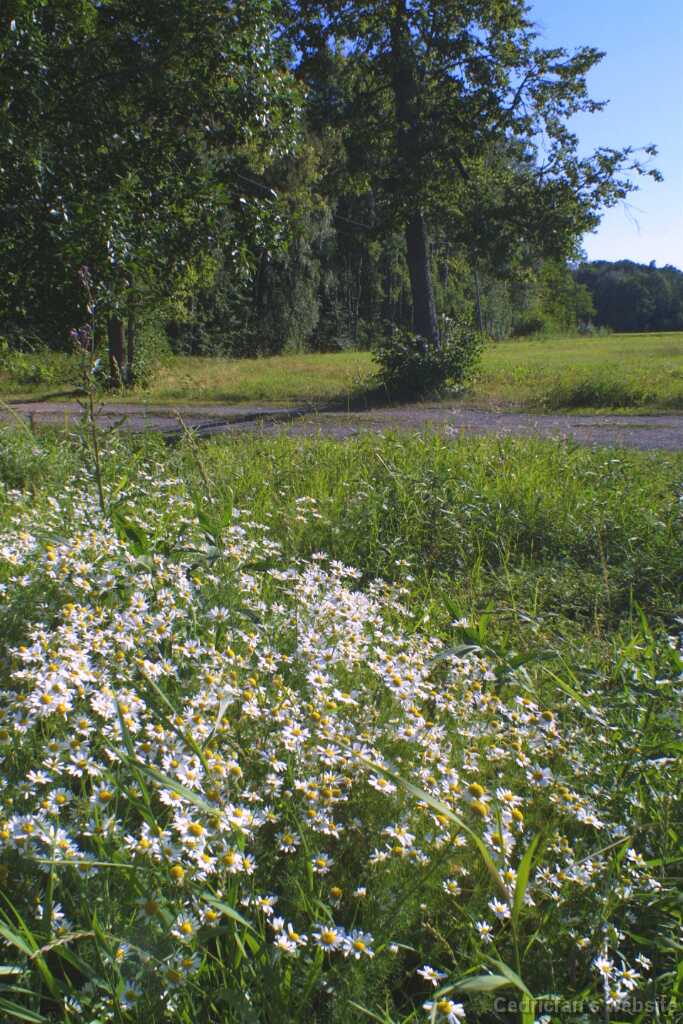 Ruissalo10