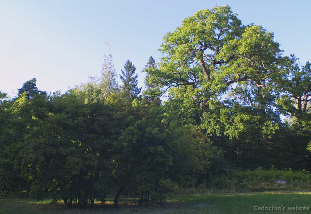 Ruissalo22