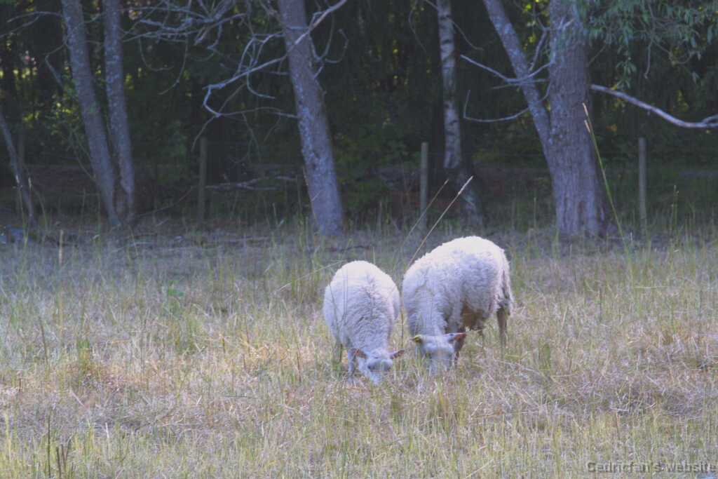 Ruissalo25