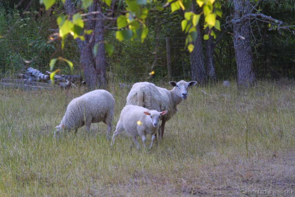 Ruissalo26