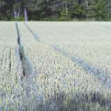 Ruissalo01