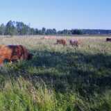 Ruissalo08