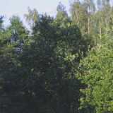 Ruissalo17