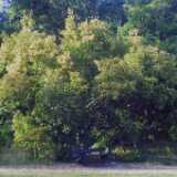 Ruissalo18