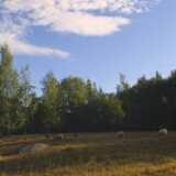 Ruissalo23