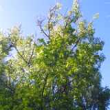 Ruissalo27