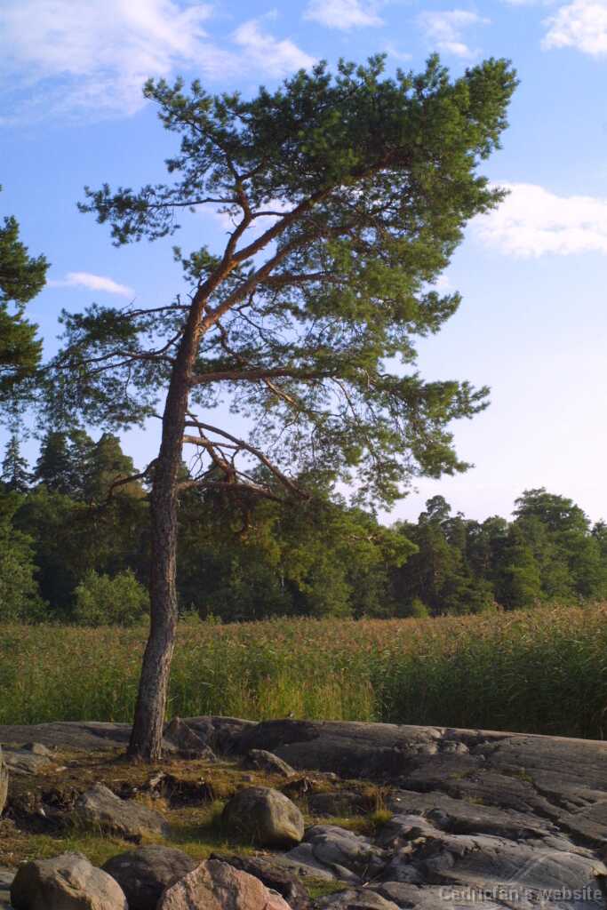 Saaronniemi10