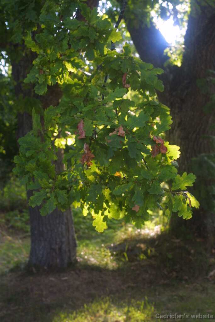 Saaronniemi14