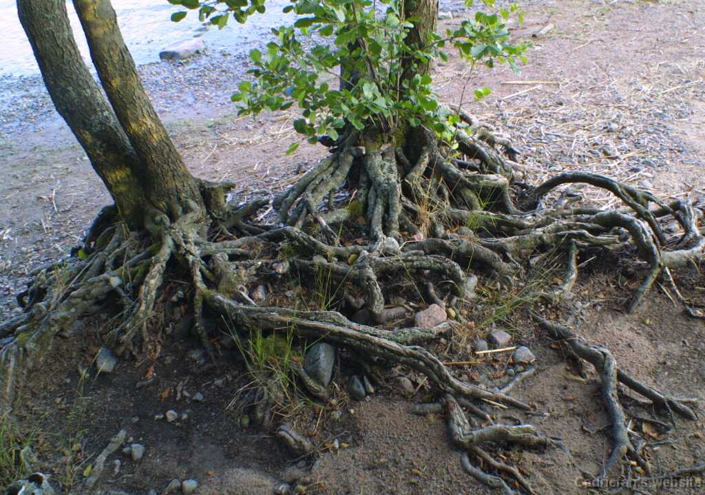 Saaronniemi18