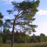 Saaronniemi10