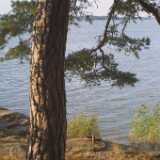Saaronniemi11