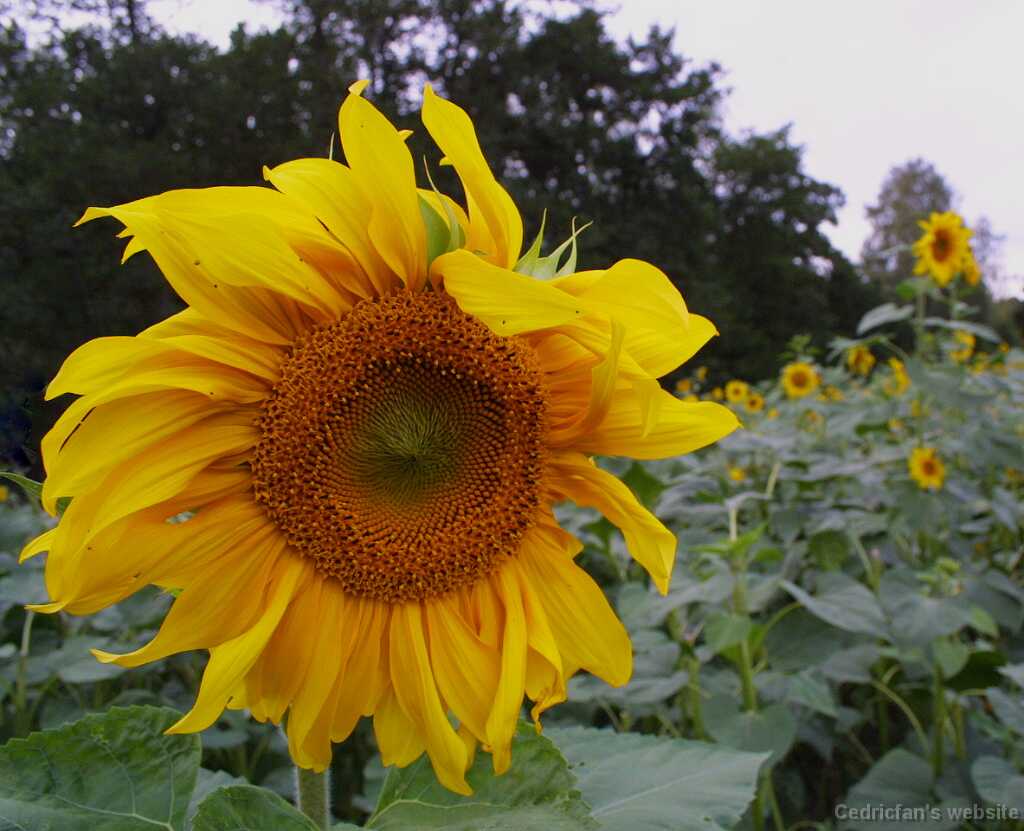 Sunflower02
