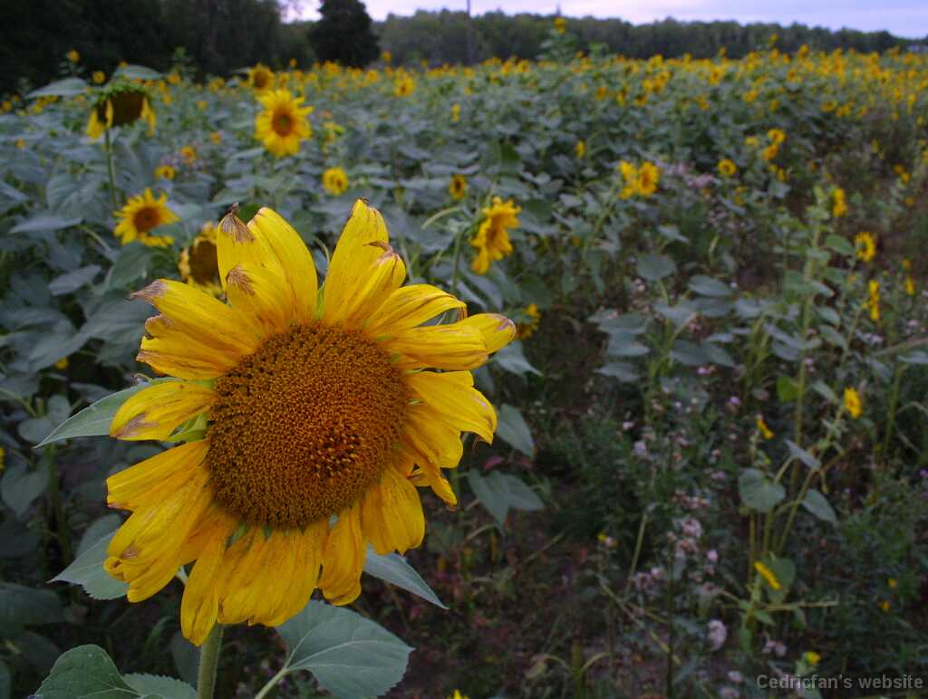 Sunflower04