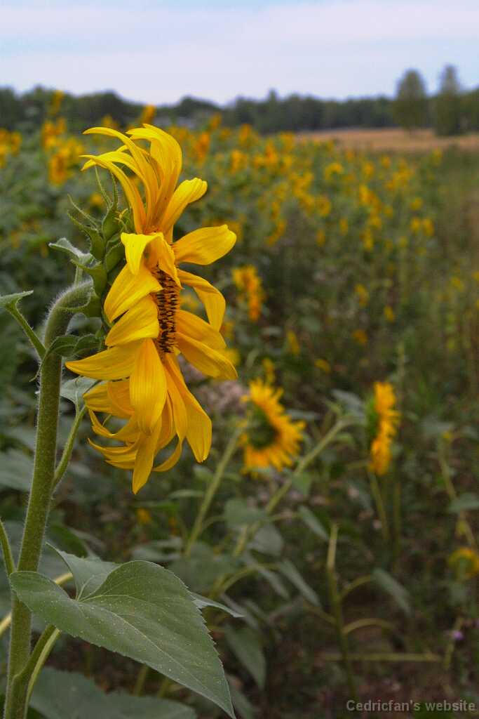Sunflower07