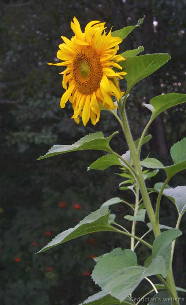Sunflower08