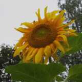 Sunflower01