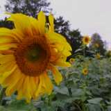 Sunflower03