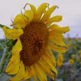 Sunflower05
