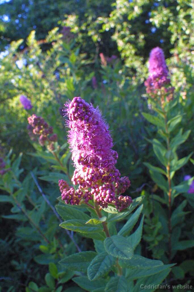Untitled-25
